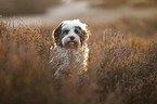 Tibetan Terrier portrait