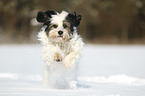 running Tibetan Terrier