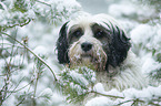 Tibetan Terrier portrait