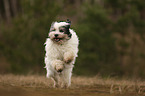 running Tibetan Terrier