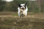 running Tibetan Terrier