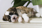 sleeping Tibetan Terrier puppy