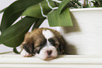 sleeping Tibetan Terrier puppy