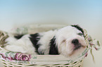 sleeping Tibetan Terrier puppy