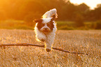 jumping Tibetan Terrier