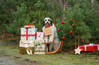 Tibetan Terrier