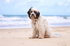 sitting Tibetan Terrier