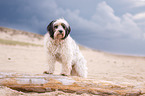 Tibetan Terrier