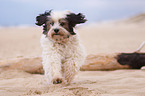 running Tibetan Terrier