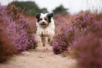 running Tibetan Terrier