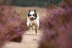 running Tibetan Terrier