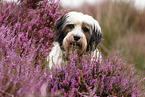 Tibetan Terrier Portrait