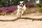 jumping Tibetan Terrier