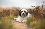 lying Tibetan Terrier