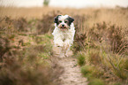 running Tibetan Terrier