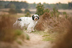 Tibetan Terrier