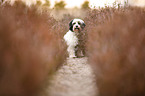 Tibetan Terrier