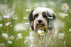 Tibetan Terrier Portrait