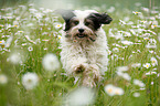 running Tibetan Terrier