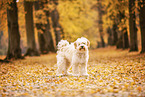 Tibetan Terrier in autumn foliage