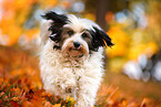 Tibetan Terrier in autumn