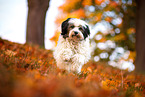 Tibetan Terrier in autumn