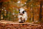 Tibetan Terrier in autumn