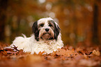 Tibetan Terrier in autumn