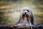 female Tibetan Terrier