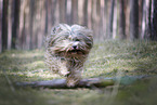 female Tibetan Terrier