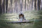 female Tibetan Terrier