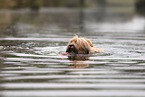 brown Tibetan Terrier