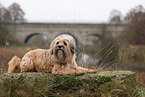 brown Tibetan Terrier