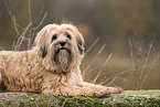 brown Tibetan Terrier