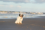 black-white Tibetan Terrier