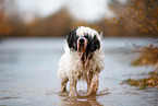 Tibetan Terrier in autumn