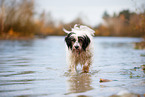 Tibetan Terrier in autumn