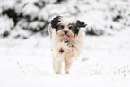 Tibetan Terrier in winter