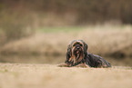 Tibetan Terrier in autumn