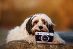 Tibetan Terrier in autumn