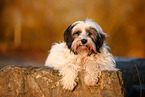 Tibetan Terrier in autumn