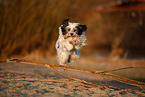 Tibetan Terrier in autumn