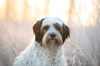 Tibetan Terrier in the meadow