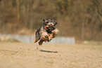 Tibetan Terrier in autumn