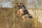 Tibetan Terrier in autumn