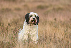 tricolour Tibetan Terrier