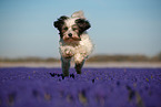 tricolour Tibetan Terrier