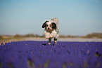 tricolour Tibetan Terrier