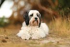 tricolour Tibetan Terrier