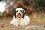 tricolour Tibetan Terrier